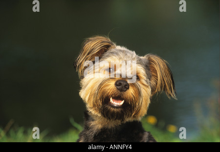 Half Breed dog - portrait Banque D'Images