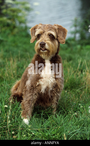 Half Breed dog - sitting on meadow Banque D'Images