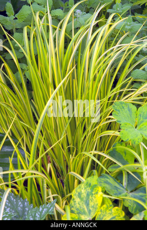 Acorus gramineus 'ogon' japonais panaché d'or Sweet Flag Sweetflag les graminées ornementales nain groundcovers couvre-sol Banque D'Images