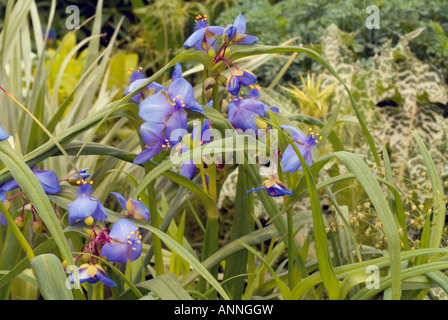 Tradescantia 'Zwanenburg Blue' (Andersoniana Tradescantie de groupe) en bleu fleur fleurs vivaces montre plante jardin Banque D'Images