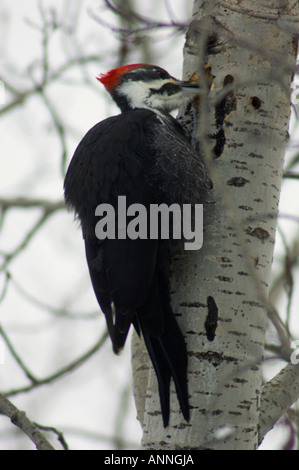 Pic mineur Picoides pubescens Pecking au trou en hiver tremble, de l'Ontario Banque D'Images