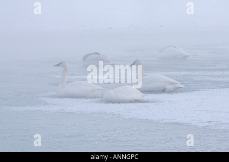 Cygne trompette (Cygnus buccinator adultes hivernants dormir sur la glace dans le brouillard du matin, de l'Ontario, Sudbury Banque D'Images