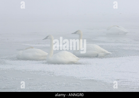 Cygne trompette (Cygnus buccinator adultes hivernants dormir sur la glace dans le brouillard du matin, de l'Ontario, Sudbury Banque D'Images