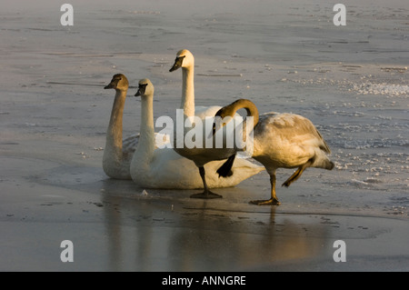 Cygne trompette (Cygnus buccinator famille Hiver Sudbury (Ontario), Banque D'Images