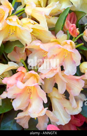 Rhododendron 'Buttermint' fleurs d'azalées closeup portrait close up, belle qualité de calendrier, dans les tons jaunes et roses Banque D'Images