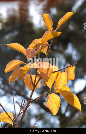 Israël Persimmon les arbres d'une plantation d'hiver de décembre 2007 Banque D'Images