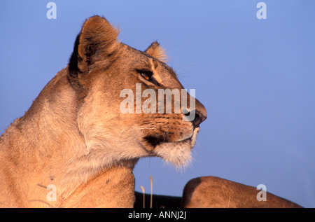 Portrait d'une femelle adulte lion reposant dans l'herbe haute dans le Parc National de Nairobi Kenya Banque D'Images