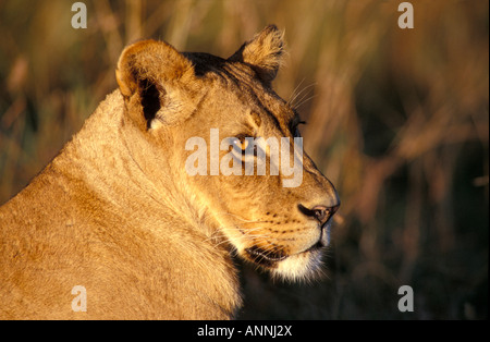 Portrait d'une femelle adulte lionne au repos dans le soleil du soir dans le Parc National de Nairobi Kenya Banque D'Images