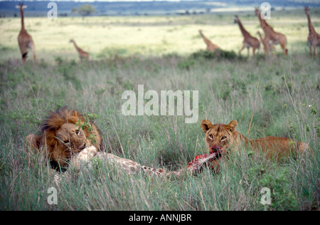 Les lions mâles et femelles commencent à se nourrir d'une jeune femme que la girafe lion cought et tués dans le Parc National de Nairobi au Kenya. Banque D'Images