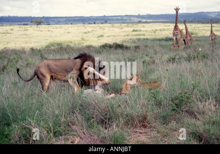 Les lions mâles et femelles commencent à se nourrir d'une jeune femme que la girafe lion tué dans le Parc National de Nairobi Kenya Banque D'Images