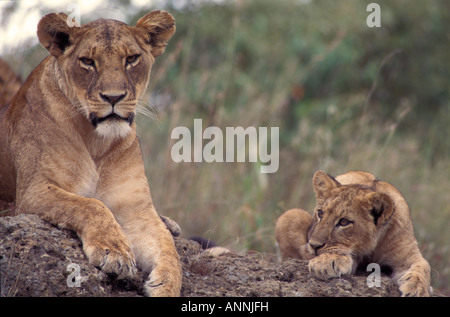 Femelle adulte avec un jeune lionne cub reposant sur des rochers dans le Parc National de Nairobi Kenya Banque D'Images