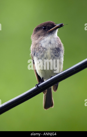 Moucherolle phébi (Sayornis phoebe) des profils avec les proies sur le fil de l'Ontario, près de nid Wanup Banque D'Images