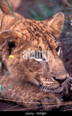 Les jeunes adultes sous l'African Lion cub reposant dans le Parc National de Nairobi Kenya Banque D'Images