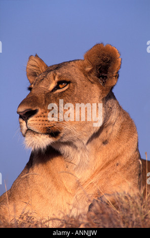 Portrait d'une femelle adulte African Lion dans le Parc National de Nairobi Nairobi Kenya Banque D'Images