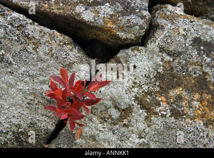 Le bleuet (Vaccinium angustifolium) des semis d'automne dans la roche crack, Grand Sudbury, Ontario, Canada Banque D'Images