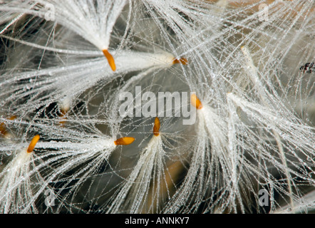 La diffusion de l'apocyn (Apocynun androsaemifolium) avec les graines des gousses de rosée en ouvert, le Grand Sudbury, Ontario, Canada Banque D'Images