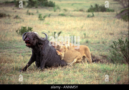 Deux Lions africains adultes femmes adultes attaquant un taureau buffle dans la réserve de Masai Mara au Kenya Banque D'Images