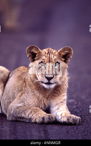 Les jeunes adultes sous l'African Lion reposant sur un chemin de terre dans le Parc National de Nairobi Kenya Banque D'Images