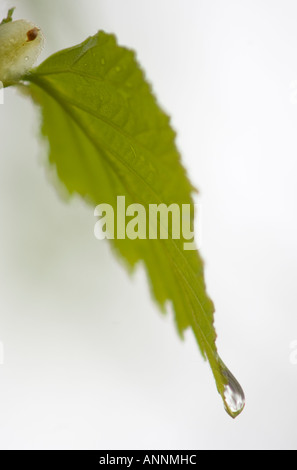 Le bouleau blanc (Betula papyrifera) feuilles émergentes avec goutte de Killarney, Ontario, Canada Banque D'Images