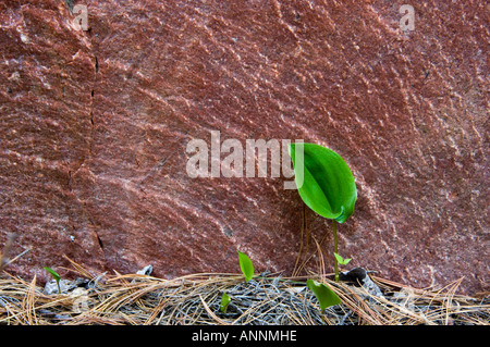 Canada mayflower (Maianthemum canadense) feuilles émergentes à la base de l'affleurement de granit Killarney, Ontario, Canada Banque D'Images