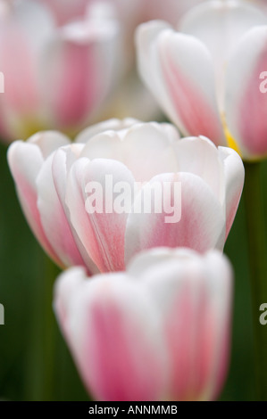 Le Beau Monde cultivar tulipes Parc du Commissaire du lac Dow, Ottawa, Ontario, Canada Banque D'Images