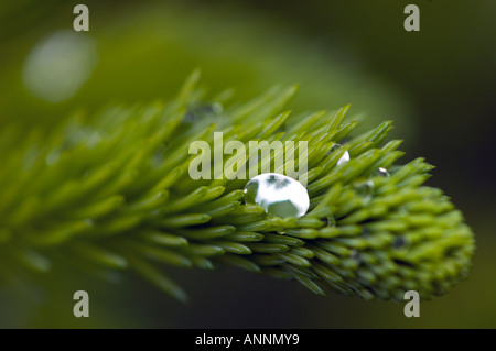 L'épinette blanche (Picea glauca) gouttes de pluie sur les boutons de la nouvelle croissance, le Grand Sudbury, Ontario, Canada Banque D'Images