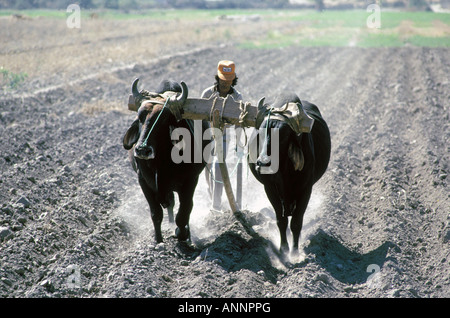 Un agriculteur laboure un champ de maïs avec un attelage de bœufs dans la région aride région désertique près de Oaxaca, Mexique Banque D'Images