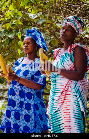 Danseurs de la tribu diola d'effectuer pour les touristes à la Makasutu Culture Forêt en Gambie, en Afrique de l'ouest Banque D'Images