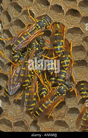 Les Guêpes Papetières Européennes (Polistes dominulus) thermorégulation - New York USA Banque D'Images
