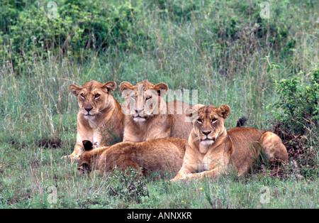 Trois lions femelles adultes et 1 mâle adulte lion reposant dans le Parc National de Nairobi Kenya Afrique Banque D'Images