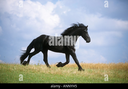 Cheval frison - tournant sur meadow Banque D'Images