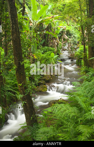 En ordre décroissant par cascade de la forêt tropicale. Banque D'Images