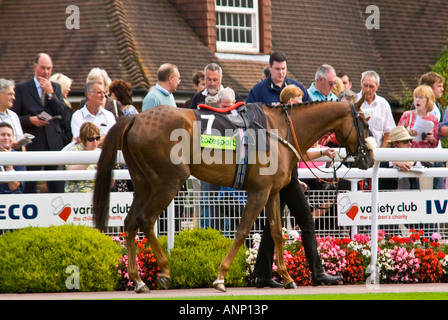 Close up of Horizontal un cheval de course pur-sang bay dans la parade ring juste avant une course avec les spectateurs à l'extérieur de l'enceinte Banque D'Images