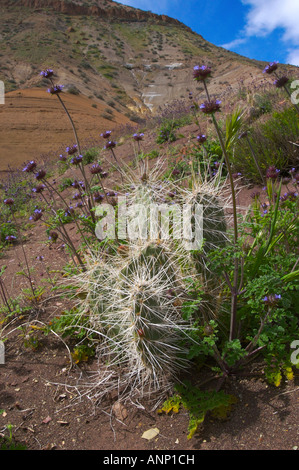 Cactus et fleurs sauvages sur Nankoweap Butte dans le Parc National du Grand Canyon, Arizona, United States, Amérique du Nord. Banque D'Images