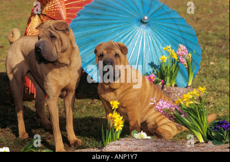 Deux Shar Peis - en face de parasols Banque D'Images