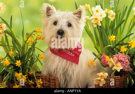 West Highland White Terrier - entre les fleurs Banque D'Images