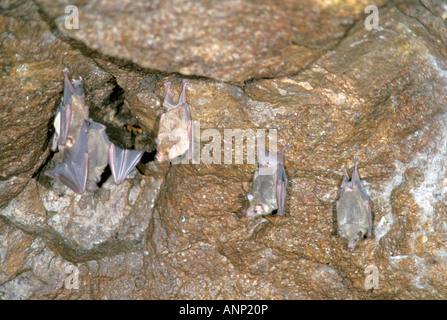 Longtemps commune languetés Bat Glossophaga soricina Alamos Sonora Mexique des Phyllostomidae adultes Janvier Banque D'Images