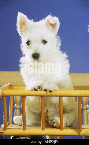 West Highland White Terrier - puppy sitting en charrette à foin Banque D'Images