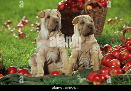 Deux Shar Peis - sitting on meadow entre les pommes Banque D'Images