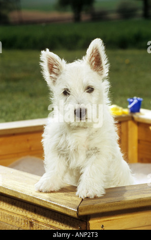 West Highland White Terrier - chiot dans sandbox Banque D'Images