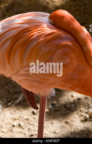 Flamant rose Banque D'Images