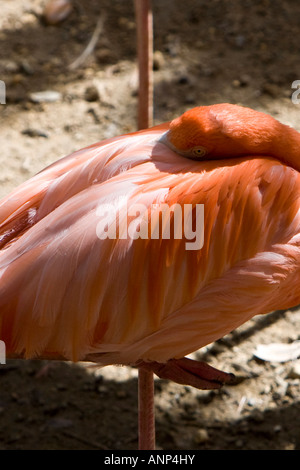 Couchage Flamingo Banque D'Images