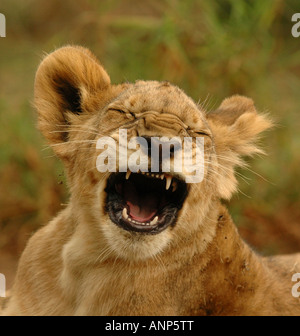 5 mois vieux lion cub Banque D'Images