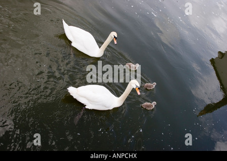 Les cygnes tuberculés et cygnets sur la Tamise Banque D'Images