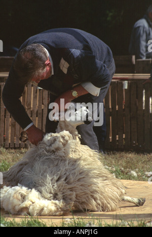 La tonte des moutons irlandais Banque D'Images