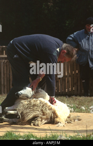 La tonte des moutons irlandais Banque D'Images