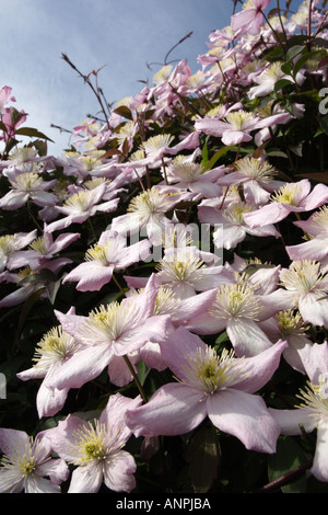 Clematis montana var Rubens à croissance rapide et facile Banque D'Images