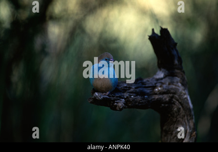 Blue waxbill perché sur branch Banque D'Images