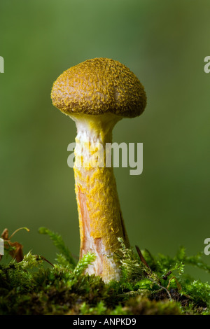 Le miel champignon Armillaria mellea croissant sur log pourris couverts de mousse avec de belles désamorcer ashridge l'arrière-plan Banque D'Images