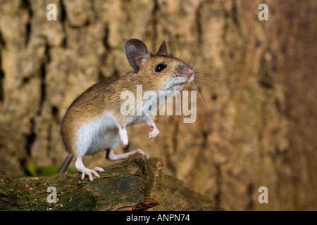 Apodemus sylvaticus souris bois debout sur ses pattes à potton alerte bedfordshire Banque D'Images